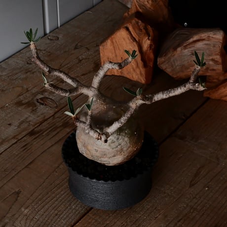 グラキリス φ10.5cm  - 象牙宮 -［No.230］  × 沖誠 作「  Narrow Border / shallow cylinder」 4.5号 植木鉢 笠間焼