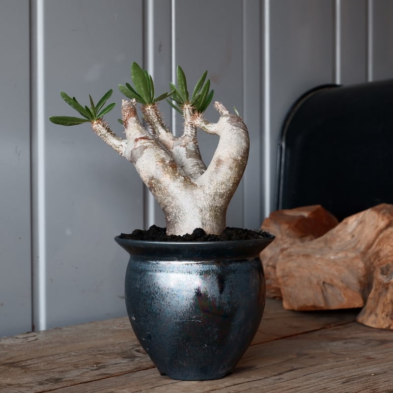 ダガスカル輸入 現地株 パキポディウム ブレビカリックス パキポディウム ブレビカリックス 輸入株［No.21］ × 坂本新 作