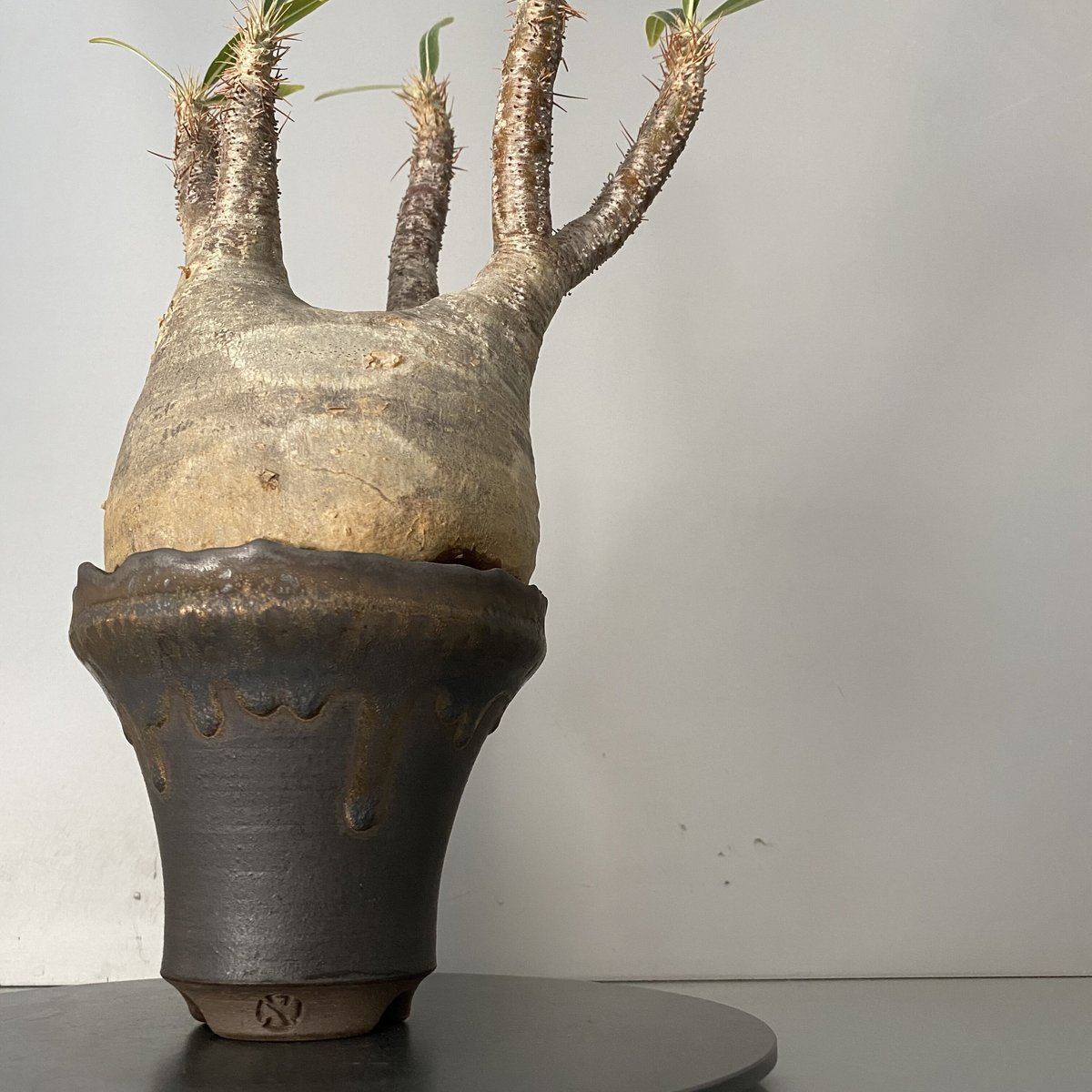 発根済 中ぶりグラキリス 現地株 BG-119 × S.N.Pot - crown - 4号鉢