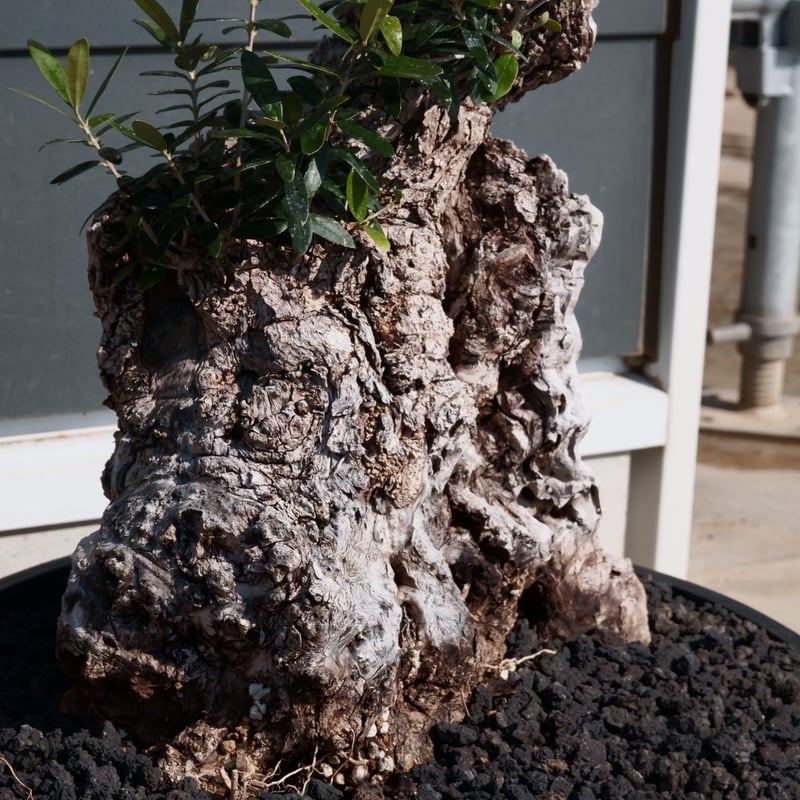 古木オリーブ　鉢植えサイズ Old Olive 古木オリーブ［No.17］× 12号皿鉢 (φ36cm) | Botani