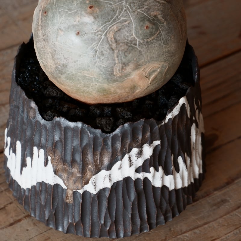 丸株 キフォステンマ ベティフォルメ ナローリーフ ソマリア産