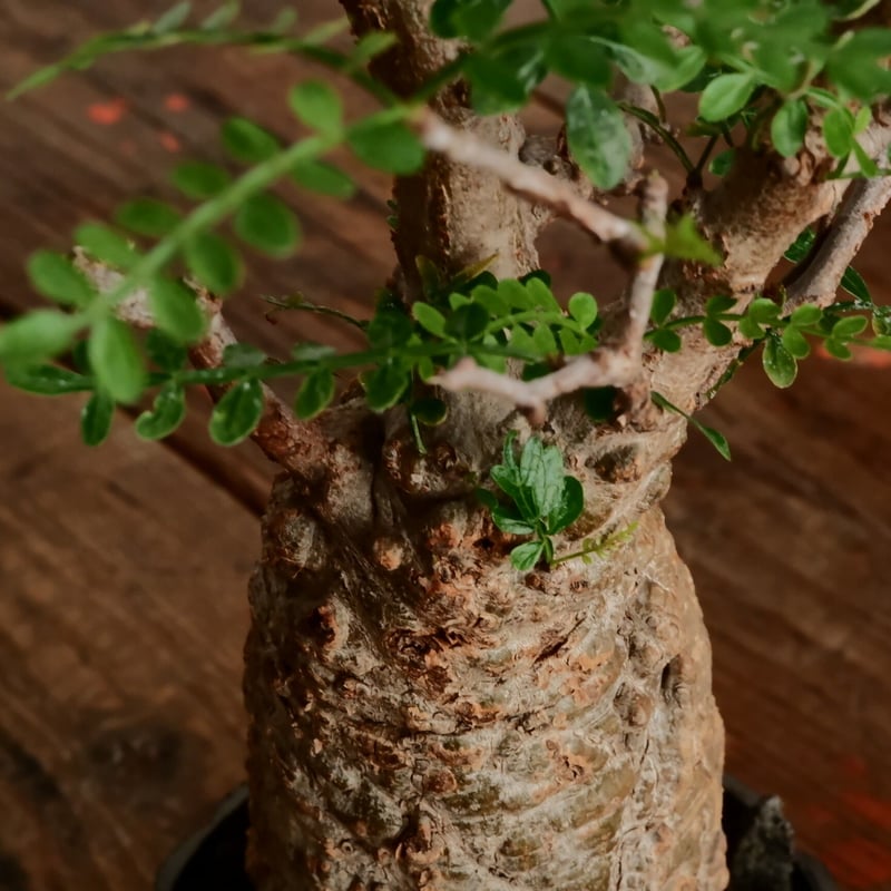オペルクリカリア パキプス φ7cm［No.11］ × 小野瀬一 作品 3.5号 植木