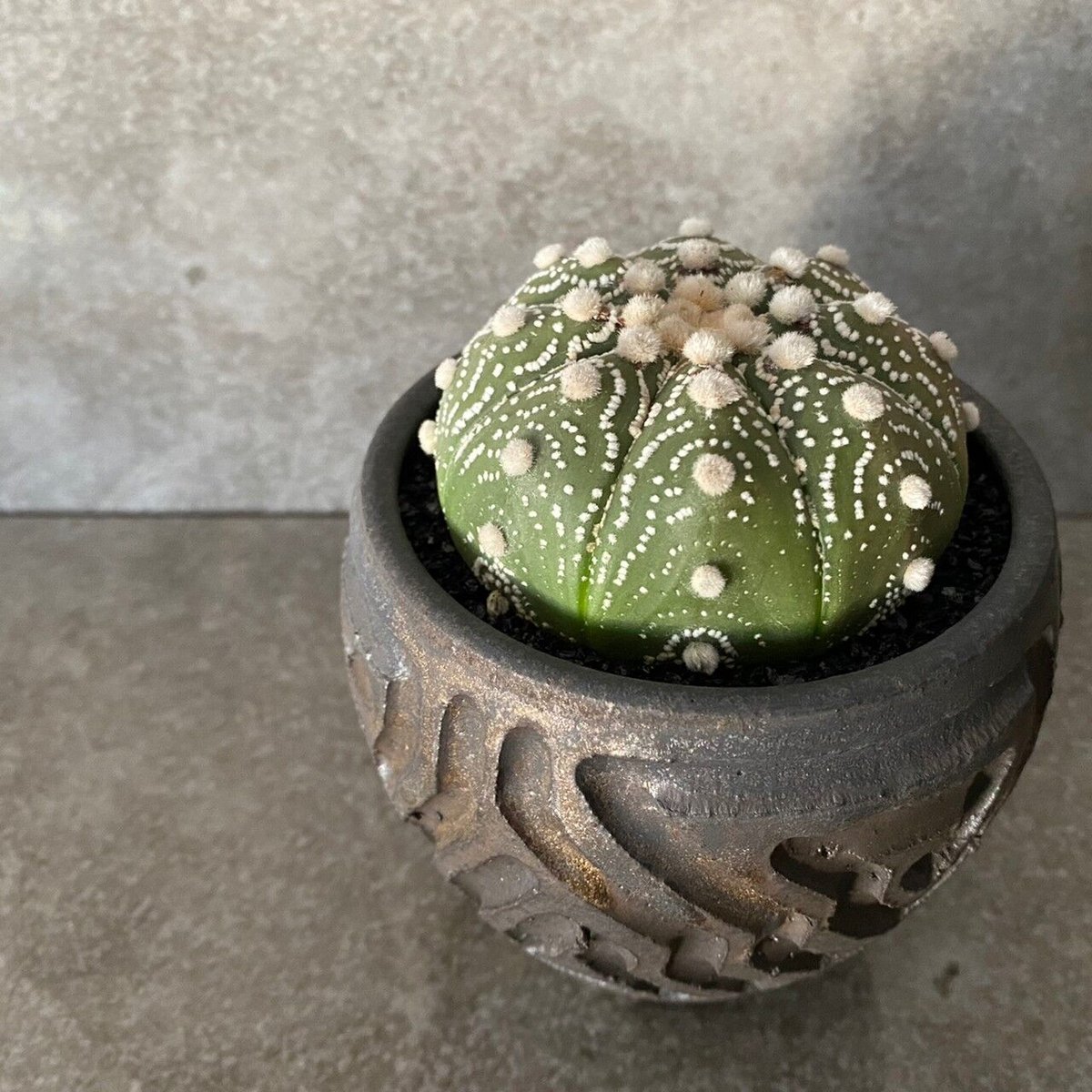 佐太郎 釘彫り 丸鉢 N058 佐太郎 釘彫り 丸鉢 N058 先丸 蛸引