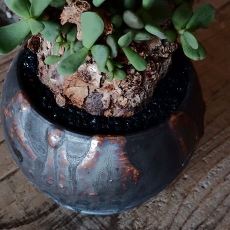 ケラリア ピグマエア［No.43］  × 磯部祐介 作品【 円 - 闇堕ち - 】2.5号 植木鉢 笠間焼