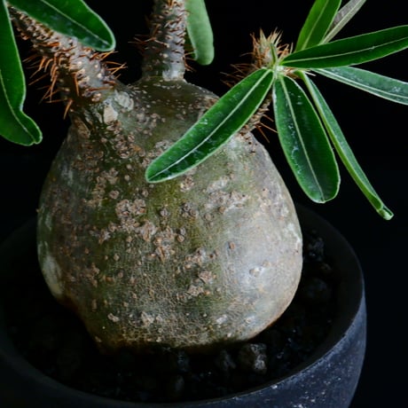 発根済 グラキリス 30  ×  " Black Wrap " 3.5号［ 作家 : 沼野秀章 ］笠間焼 植木鉢