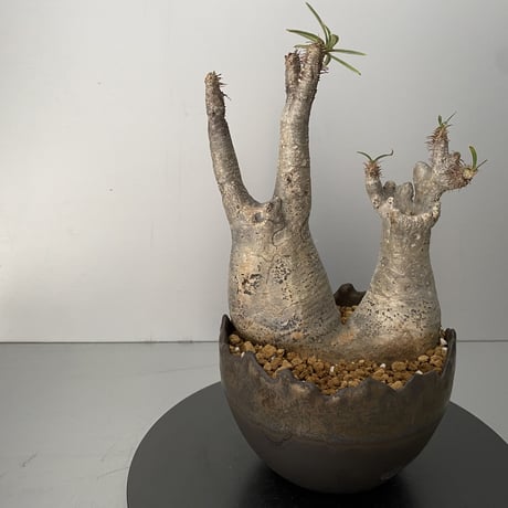 綴化 セッカ ダブルヘッド グラキリス 発根済 BG-200 × S.N.Pot "丸"- crown - 4号鉢 ［作家  "根本峻吾"］