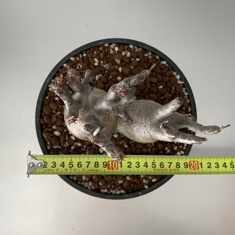 多頭 マルチヘッド グラキリス 現地株 2021年2月輸入 発根管理中 BG