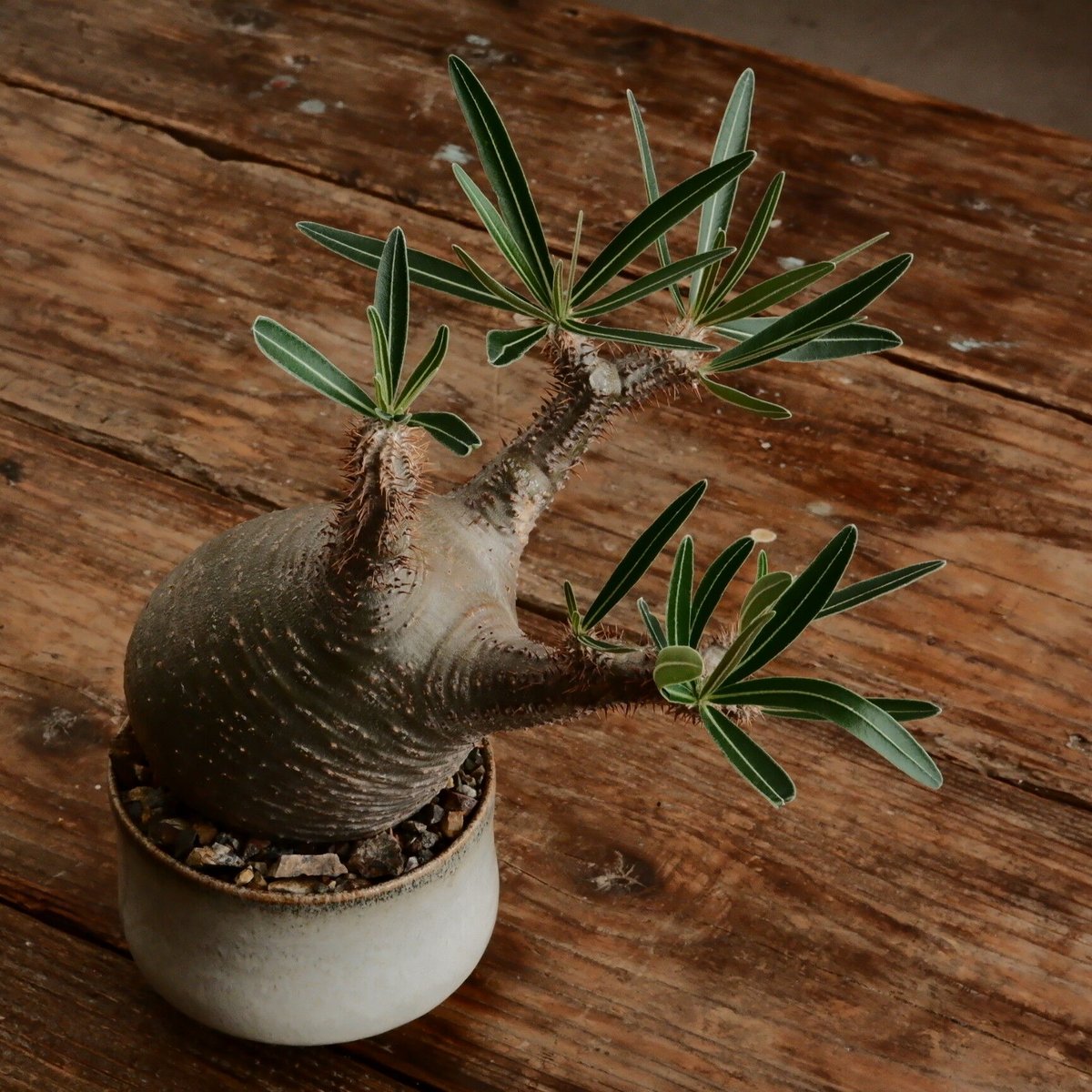 《3号OO》パキポディウム　グラキリス グラキリス M - 象牙宮- ［No.184］ × 鈴木まるみ 作 3.5号 植木鉢 笠