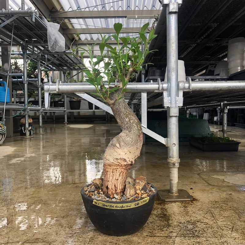 特大 バオバブ アダンソニア 変形タイプ / Baobab Adansonia［No