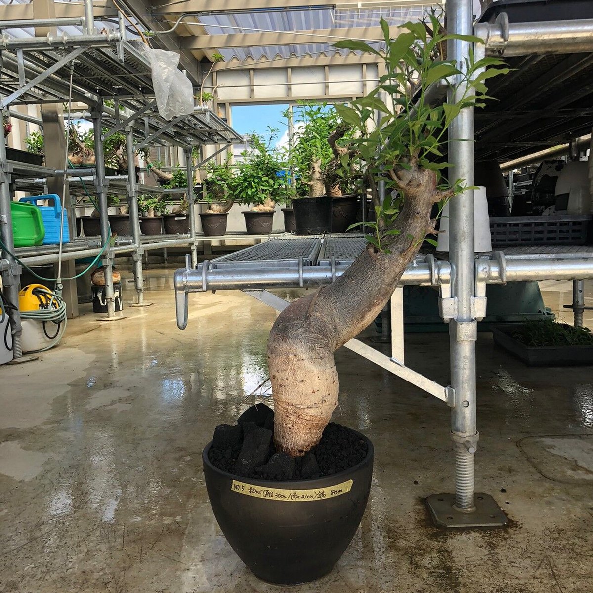 発根済み3年経過　バオバブ・アダンソニア 特大 バオバブ アダンソニア 変形タイプ / Baobab Adansonia［No
