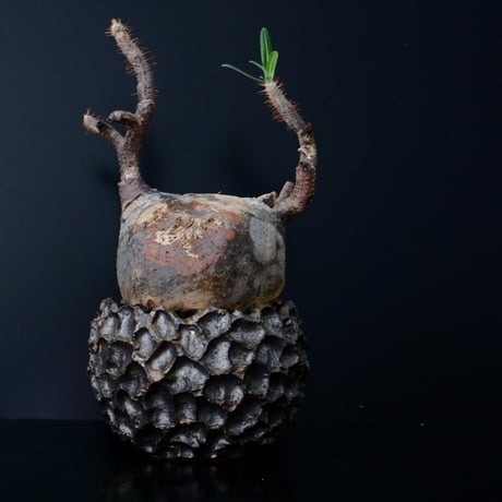 発根済 グラキリス - 象牙宮 - size L ［No.15］  ×  松野然 作  琉球 植木鉢