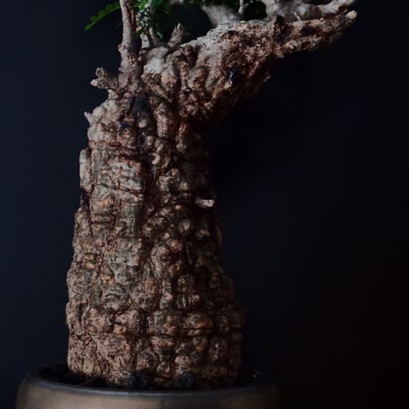 オペルクリカリア パキプス［No.19］  ×   HINUMA RYU 作 「龍ノ長鉢」植木鉢 4号 やちむん 壺屋焼