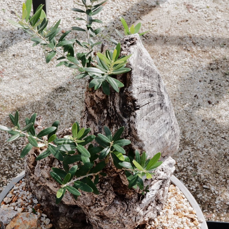 ★☺︎⭐︎☺︎★...& BUHI　オリーブの木　古木　螺旋　10号 Old Olive 古木オリーブ［No.20］× 12号皿鉢 (φ36cm) | Botani