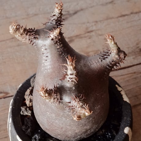 グラキリス φ7cm - 象牙宮 -［No.64］  ×   沼野秀章 作「 黒ニ白 」3号 植木鉢 笠間焼