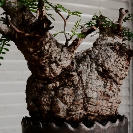 オペルクリカリア パキプス φ11cm［No.10］  ×    根本峻吾 作 S.N POT type.round「 黒焔 」 4号 植木鉢