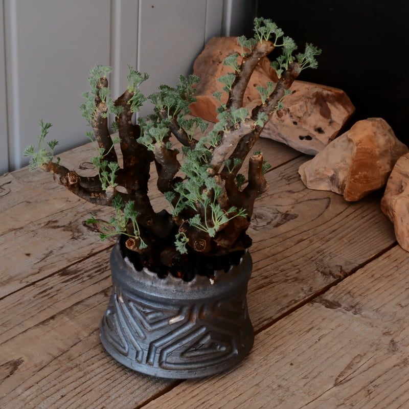 大株 / w23cm】サルコカウロン ムルチフィズム［No.04］ × 根本