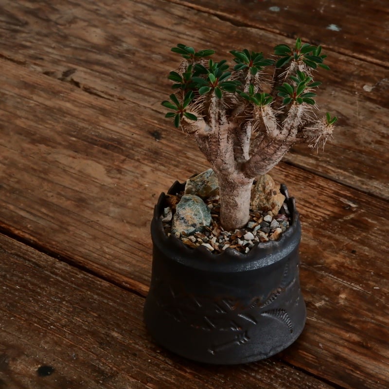 ユーフォルビア ギラウミニアナ［No.58］ × 根本峻吾 作 S.N POT type