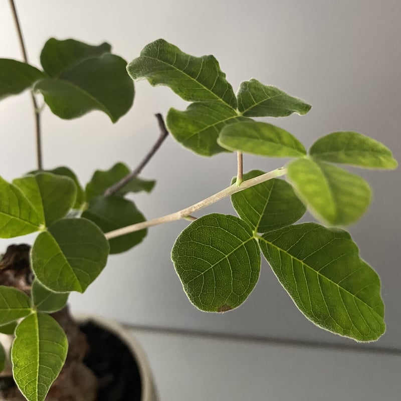コミフォラ オルビクラリス 発根済 現地株 BCO-01 | Botanical Holic コミフォラ オルビクラリス 発根済 現地株 BCO-01 | Botanical Holic