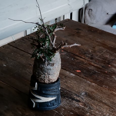 オペルクリカリア パキプス φ8.5cm［No.8］  ×   根本峻吾 作 S.N POT 「 雷電 - raiden - 」3号 植木鉢