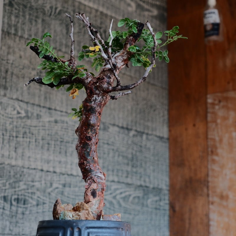 コミフォラ モンストローサ 大株 太株 美樹形 塊根植物 コミフォラ