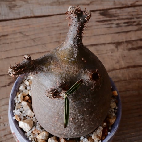 グラキリス φ8cm - 象牙宮 -［No.49］  ×   沼野秀章 作「 刻ム音 」3号 植木鉢 笠間焼