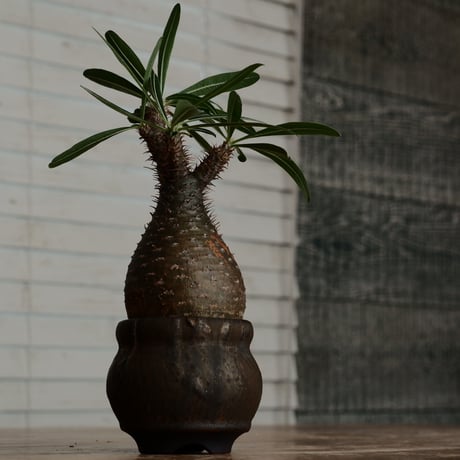 グラキリス - 象牙宮 -［No.188］  ×  磯部祐介 作「 円 - en -  金剛 / 飛び鉋 ver. 」2.5号 植木鉢 笠間焼