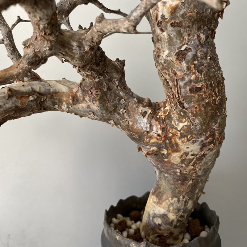 大株　コミフォラ　モンストローサ　美株 Commiphora monstruosa コミフォラ モンストローサ 発根済現地株