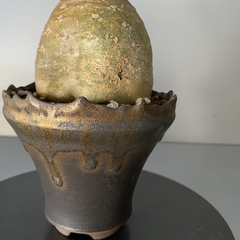 綴化 セッカ 】発根済 グラキリス 現地株 BG-129 × S.N.Pot 綴化 セッカ 】発根済 グラキリス 現地株 BG-129 × S.N.Pot