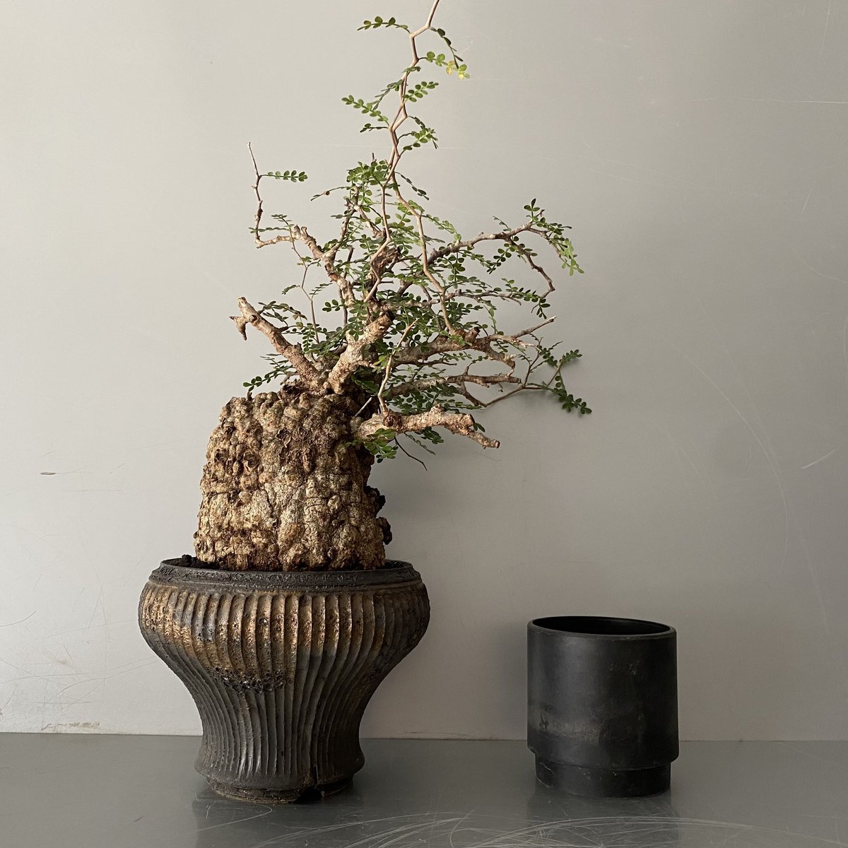 小野瀬一　陶器鉢　植物　アガベ　サボテン　グラキリス 小野瀬一 陶器鉢 植物 アガベ サボテン グラキリス