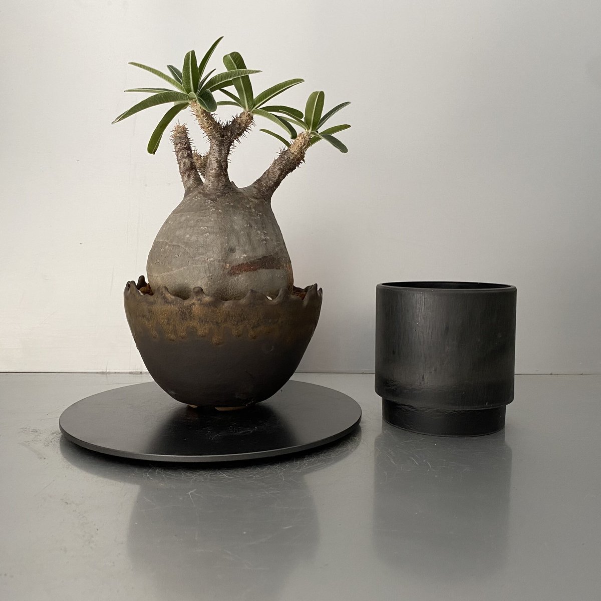 発根済 グラキリス BG-201 × S.N.Pot 