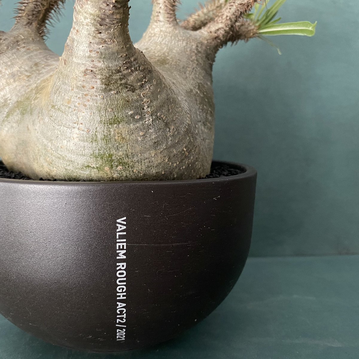 発根済 美株 グラキリス VAG-05 × VALIEM BOWL［ROUGH ACT 2 /