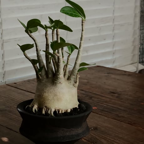 《美肌》アデニウム アラビカム " ドワーフ " φ10cm［No.12］  ×   沼野秀章 作「 black wrap 」4号 植木鉢 笠間焼