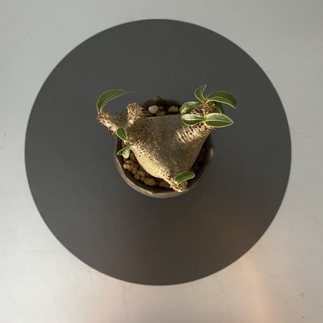 発根済 超チビ マカイエンセ 魔界玉 現地株 BG-137 × S.N.Pot - crown - 2号鉢 ［作家  "根本峻吾"］