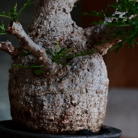 オペルクリカリア パキプス［No.45］  ×   沼野秀章 作「 black wrap 」3.5号 植木鉢 笠間焼