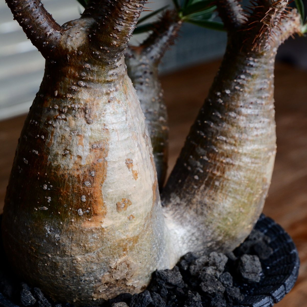 美肌 3頭 グラキリス - 象牙宮 - size L［No.40］ × 沖誠 作品 『