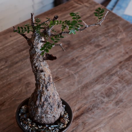 発根済 オペルクルカリア パキプス［No.53］  ×  松野然 作「ZEN」4号 植木鉢