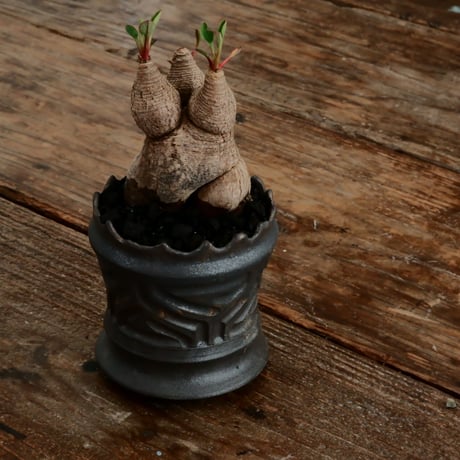 ユーフォルビア ラバティ S［No.54］  ×   根本峻吾 作 S.N POT type.slim「 鐡 - 黒焔 - 」3号 植木鉢 笠間焼