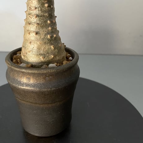 発根済 超チビ マカイエンセ 魔界玉 現地株 BG-138 × S.N.Pot - horizon - 2号鉢 ［作家  "根本峻吾"］