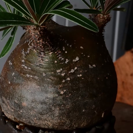 グラキリス φ9.5cm  - 象牙宮- ［No.227］  ×   根本峻吾 作 S.N POT type.cylinder「 刻印  - kokuin -」3号 植木鉢 笠間焼