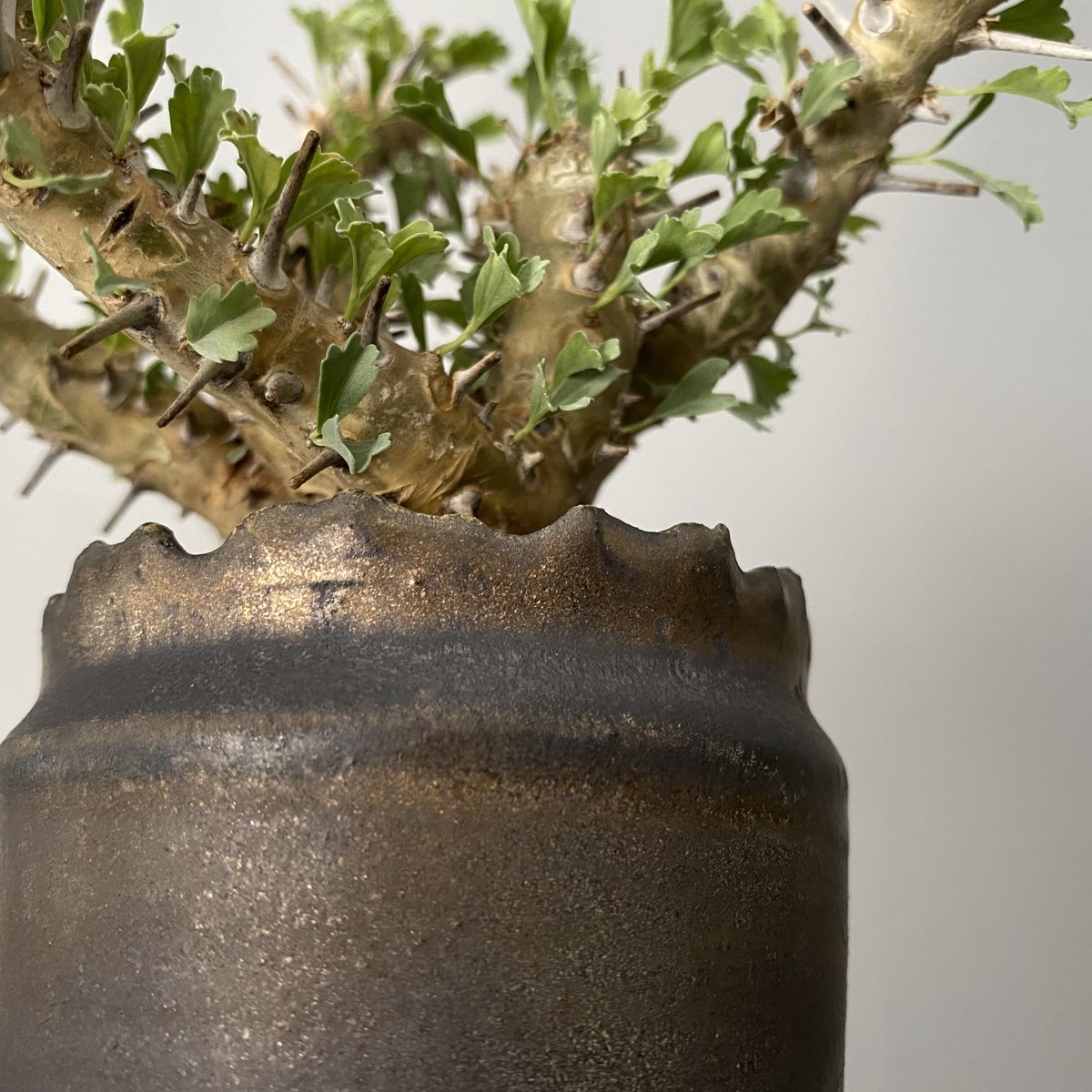 モンソニア サルコカウロン クラシカウレ 発根済 現地株 MS-01