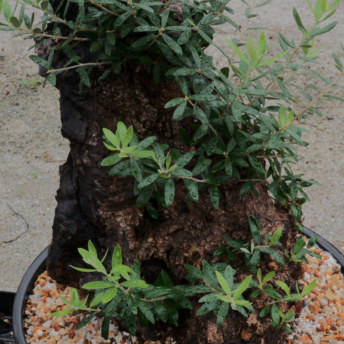 Old Olive 古木オリーブ［No.18］× 12号皿鉢 (φ36cm) | Botani