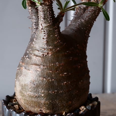 グラキリス φ8.5cm - 象牙宮-［No.09］×  中野明彦 作品【 KIRIKO / black / 3号 】笠間焼 植木鉢