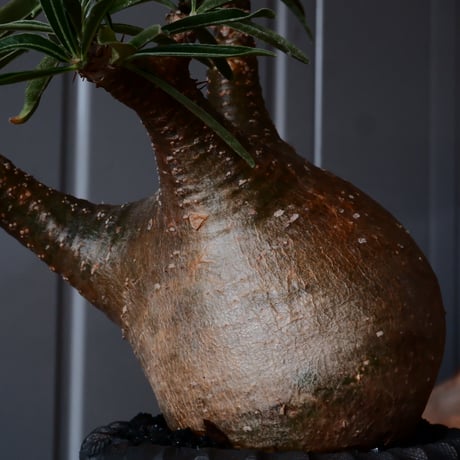 グラキリス φ8cm - 象牙宮 -［No.53］  ×    與那嶺大輔 作 「琉球飛び鉋」3号 植木鉢