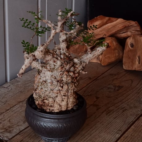 オペルクリカリア パキプス φ 11cm［No.23］  × 磯部祐介 作「 円 - 闇堕ち - "飛び鉋"」4号 植木鉢 笠間焼