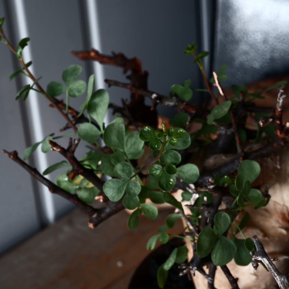 68bfe698e6849820167aeced