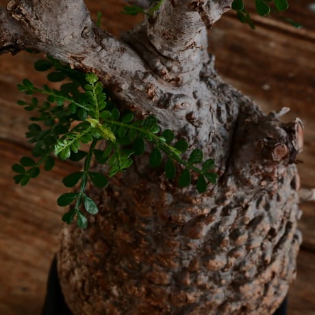 オペルクリカリア パキプス φ12cm［No.14］  ×   根本峻吾 作 S.N POT type.cylinder「 雷電 」limited color - Ocher - 4号 植木鉢
