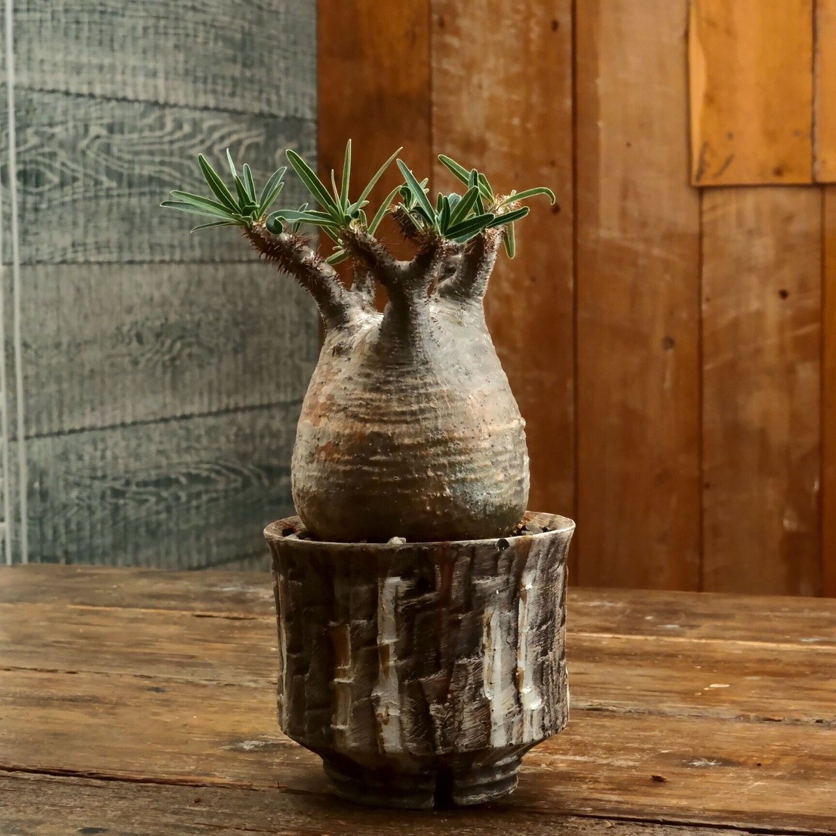 グラキリス S - 象牙宮 -［No.197］ × 沼野秀章 作「 刻ム音 」3.5号