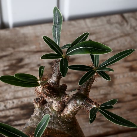 グラキリス φ8cm - 象牙宮 -［No.55］  × 磯部祐介 作「 匣 - kou - 」3号 植木鉢 笠間焼