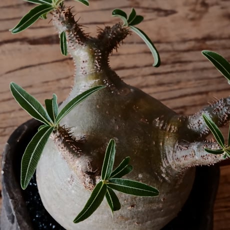 グラキリス φ8cm - 象牙宮 - ［No.06］  ×   沼野秀章 作「 black wrap 」3号 植木鉢 笠間焼