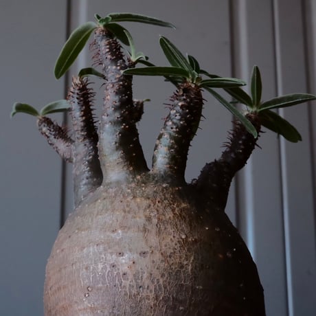 グラキリス φ9.5cm - 象牙宮 - ［No.13］  ×   沼野秀章 作「 black wrap 」3号 植木鉢 笠間焼